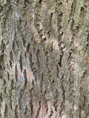 Common Ash Tree Bark