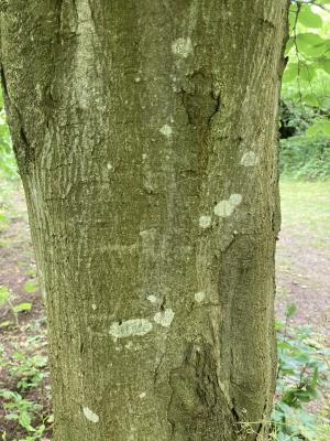 European Hornbeam Tree Bark