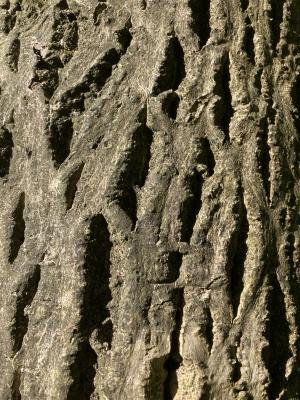 Persian Walnut Tree Bark