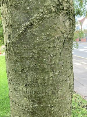 Rowan Tree Bark
