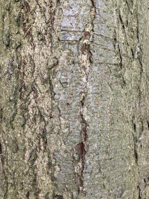 Swedish Whitebeam Tree Bark