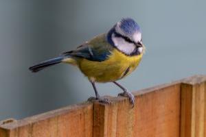 ./images/birds/blue_tit_1.jpg