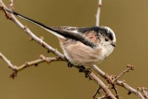 ./images/birds/long_tailed_tit_1.jpg