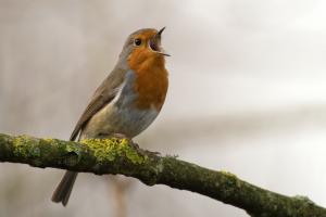 ./images/birds/robin_1.jpg