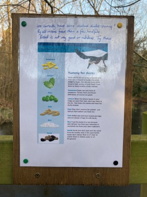 Mallard Ducks Notice - Attenborough Arboretum