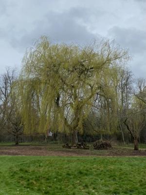 Golden Weeping Willow Tree