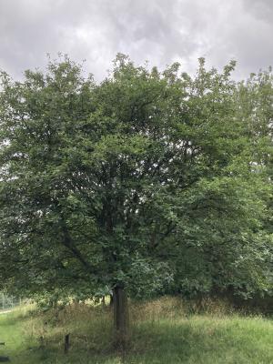 Swedish Whitebeam Tree
