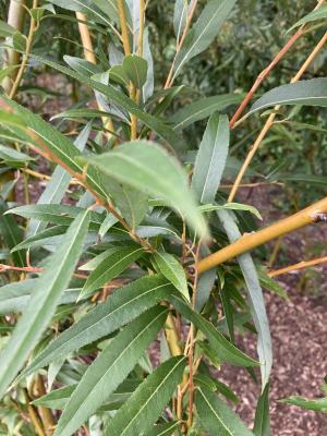 Willow Leaves